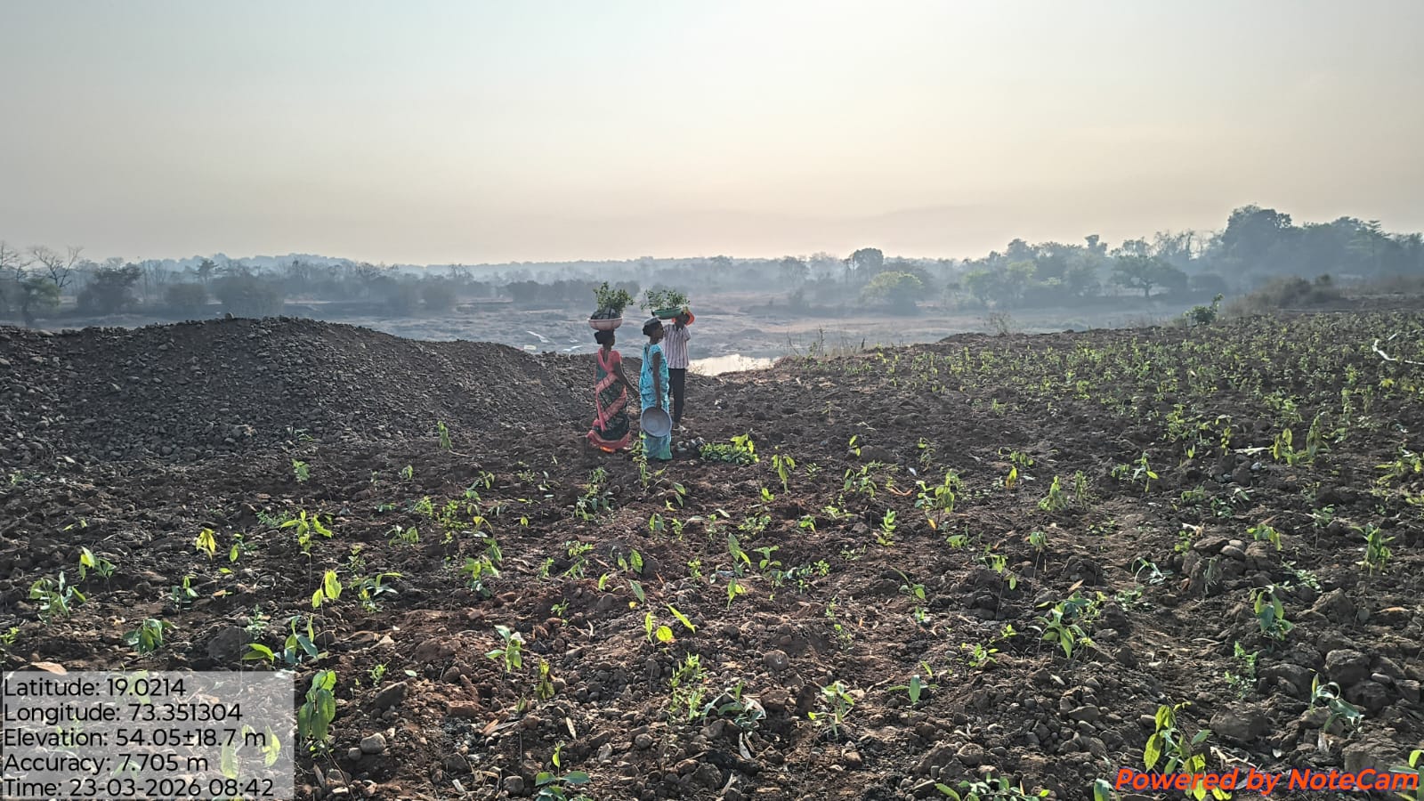 Native Plant service for Miyawaki plantation